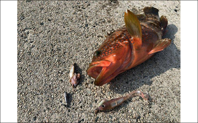 「根魚を魅了し過ぎるワームとは？」フラッシュJグラブを使って釣りしてみた