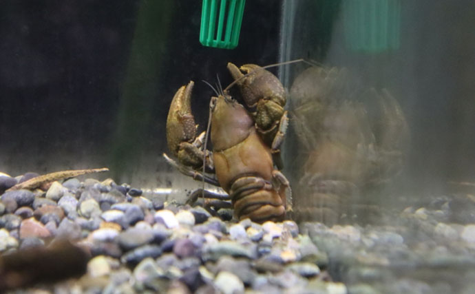 「ニホンザリガニ」と「アメリカザリガニ」の見分け方　最大の違いは「体型」？