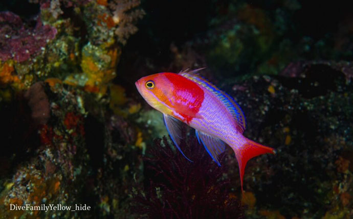 【繁殖期のサカナあるある3選】 恋の季節はお洒落に喧嘩にと大忙し？