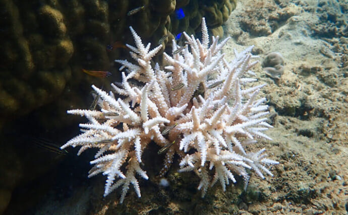 日焼け止めが【サンゴの白化】の原因に？ ハワイなどでは使用自体が規制