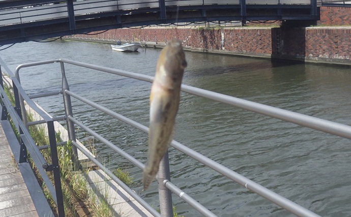 「境川テラス」でマハゼ釣り【千葉・浦安】ヘチ狙いに特化すればハゼ連発か