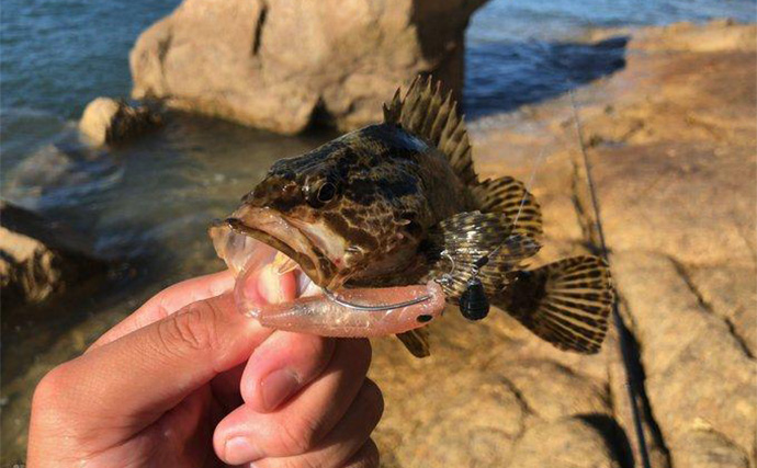 「根魚を魅了し過ぎるワームとは？」フラッシュJグラブを使って釣りしてみた
