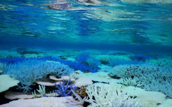 日焼け止めが【サンゴの白化】の原因に？ ハワイなどでは使用自体が規制