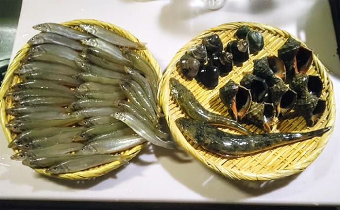 「大量のシロギスを素手でキャッチ！」江戸川河口でまさかのキス掬い成立