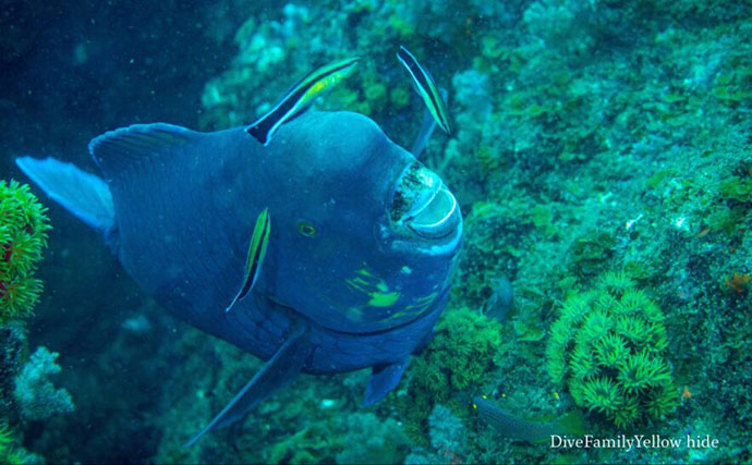 【繁殖期のサカナあるある3選】 恋の季節はお洒落に喧嘩にと大忙し？