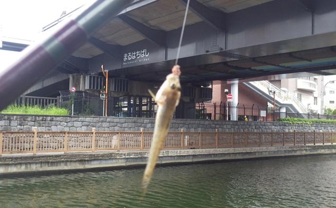 小名木川でマハゼ釣りポイントをリサーチ【東京】3ヶ所でコンスタントに本命ヒット