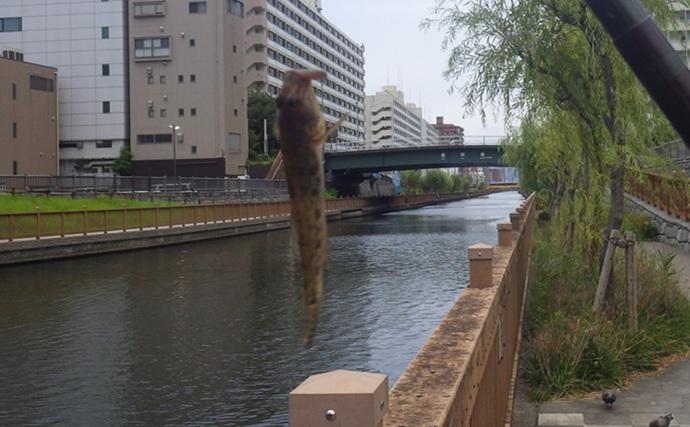 小名木川でマハゼ釣りポイントをリサーチ【東京】3ヶ所でコンスタントに本命ヒット