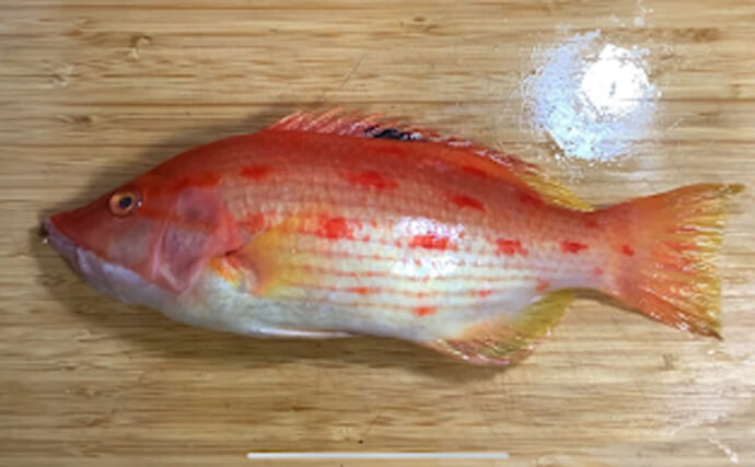 ベラの仲間だけど「ベラ離れした美味しさ」を持つ『キツネダイ』とは