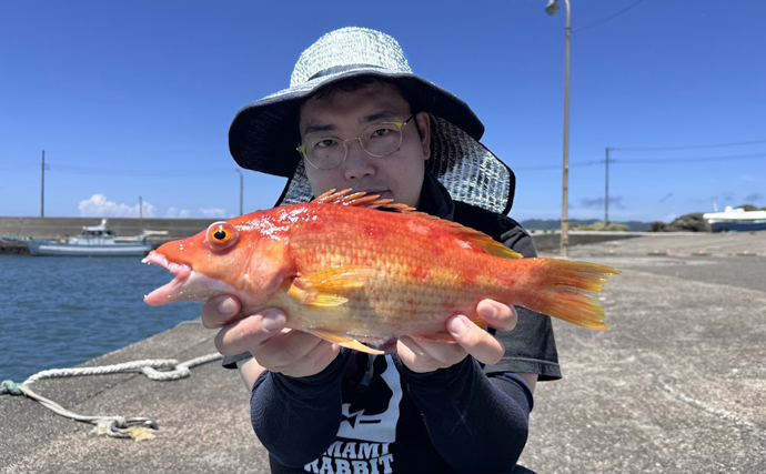 ベラの仲間だけど「ベラ離れした美味しさ」を持つ『キツネダイ』とは