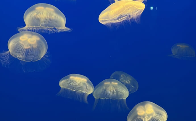 「クラゲが原発の脅威になる？」大量発生して冷却水の吸い上げポンプが詰まる事案が発生