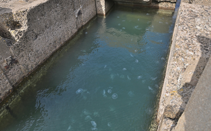 「クラゲが原発の脅威になる？」大量発生して冷却水の吸い上げポンプが詰まる事案が発生