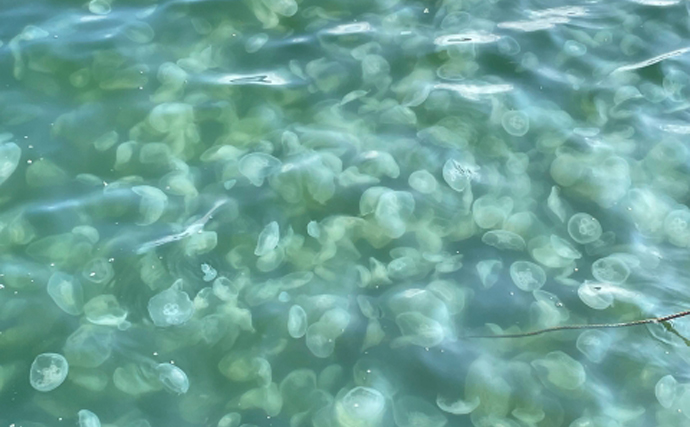 「クラゲが原発の脅威になる？」大量発生して冷却水の吸い上げポンプが詰まる事案が発生