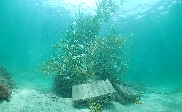 パンダが食べ残した竹が＜アオリイカ＞の産卵床に？ 2641匹の赤ちゃんイカの誕生を確認