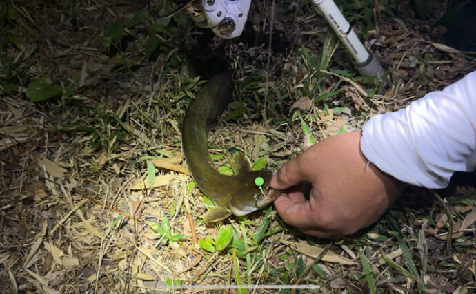 「第4のナマズ」こと『タニガワナマズ』を食べてみた　清流に生息しているから臭み無し？