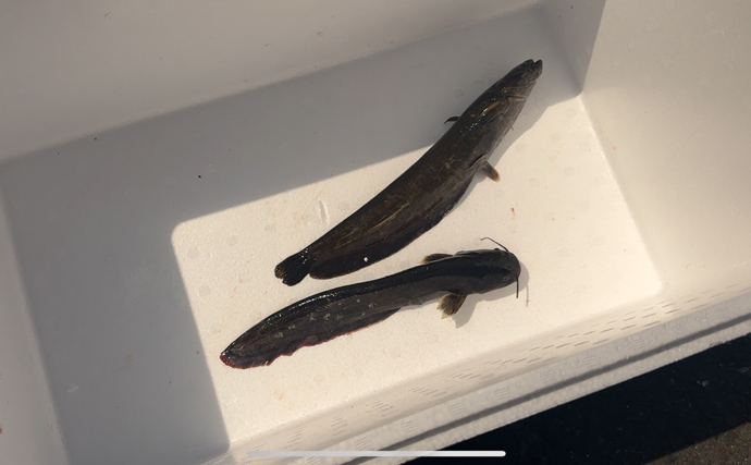 「第4のナマズ」こと『タニガワナマズ』を食べてみた　清流に生息しているから臭み無し？