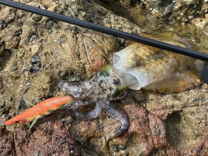 船釣り初挑戦のビギナーが金洲五目の代表5種をコンプリート？【全国の船釣り釣果速報6選】