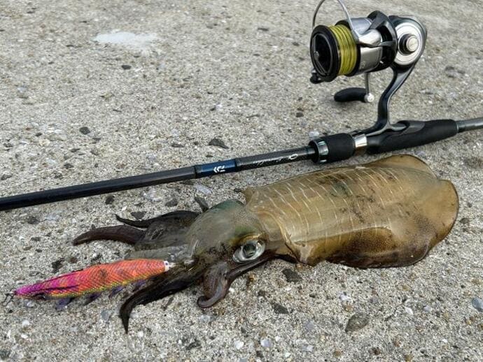 ＜いすみ市大原港＞マダイ5.2kgでまさかの同重量！優勝はジャンケンで決定？【全国の釣果速報6選】