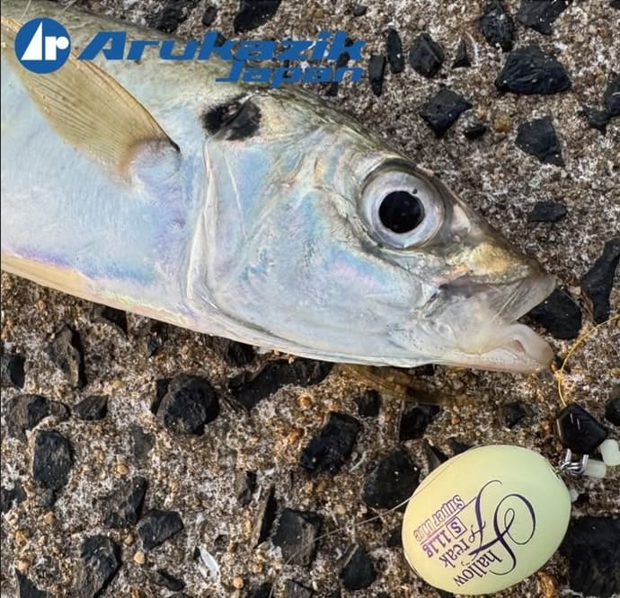 ＜金沢八景・忠彦丸＞シロギス釣り大会で良型ダブルヒット！優勝は26.6cm【全国の釣果速報6選】