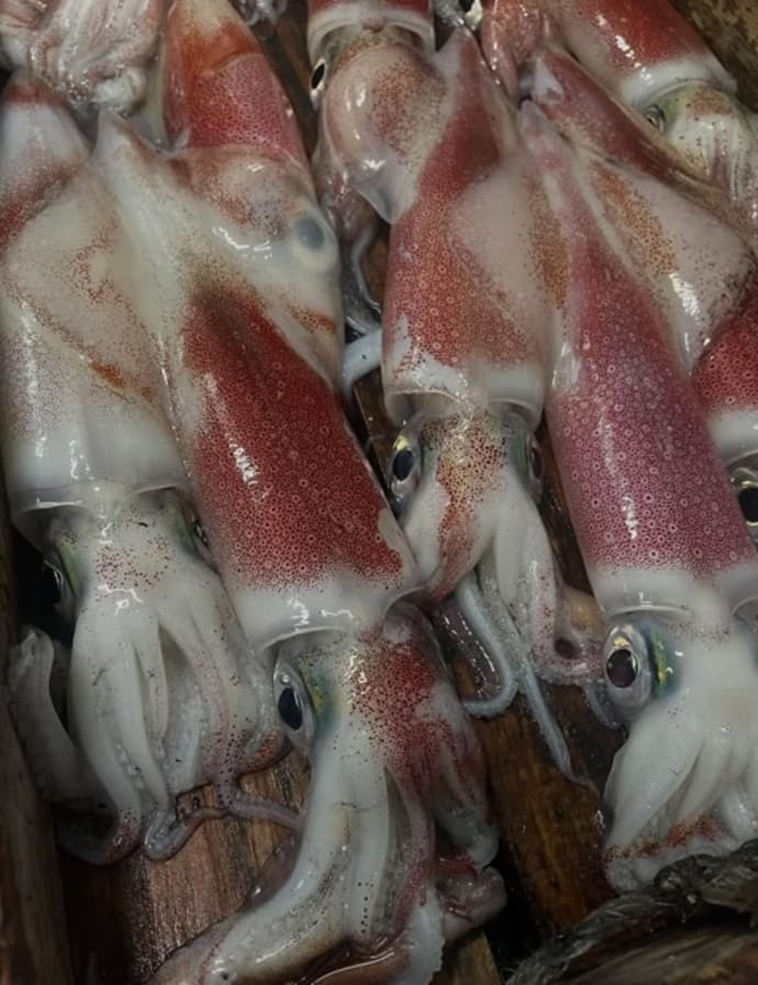 ＜金沢八景・忠彦丸＞シロギス釣り大会で良型ダブルヒット！優勝は26.6cm【全国の釣果速報6選】