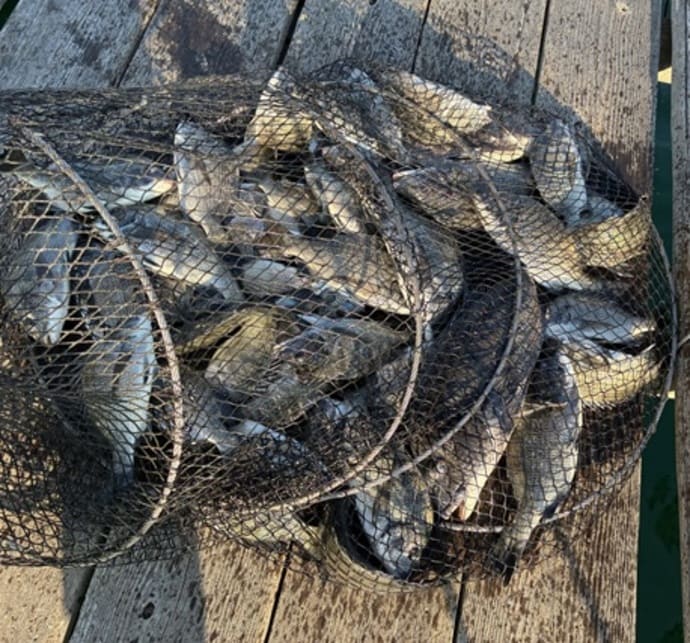 ＜金沢八景・忠彦丸＞シロギス釣り大会で良型ダブルヒット！優勝は26.6cm【全国の釣果速報6選】