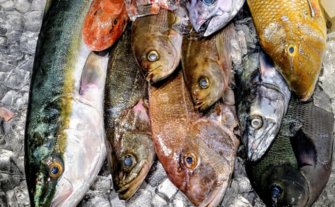 「魚好きほど大混乱？」最新の魚類分類学に驚くほどのアップデートあり