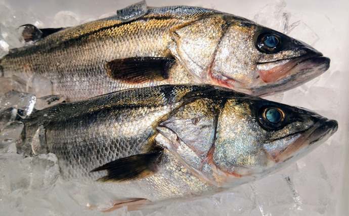 「魚好きほど大混乱？」最新の魚類分類学に驚くほどのアップデートあり