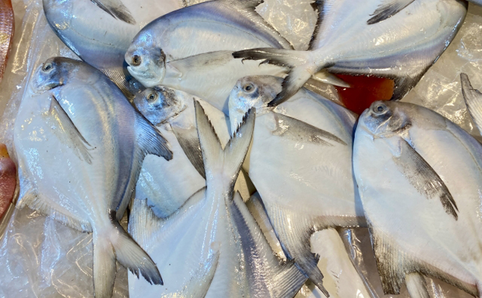 「魚好きほど大混乱？」最新の魚類分類学に驚くほどのアップデートあり