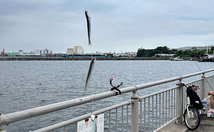 釣れないと噂の『杉田臨海緑地』で大本命アジをキャッチ【神奈川】夜釣りでヒット