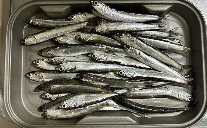 釣れないと噂の『杉田臨海緑地』で大本命アジをキャッチ【神奈川】夜釣りでヒット