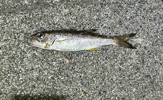 釣れないと噂の『杉田臨海緑地』で大本命アジをキャッチ【神奈川】夜釣りでヒット