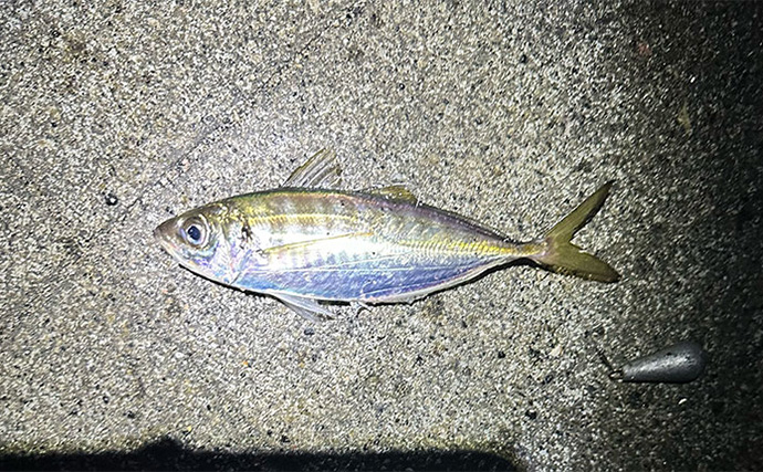 釣れないと噂の『杉田臨海緑地』で大本命アジをキャッチ【神奈川】夜釣りでヒット