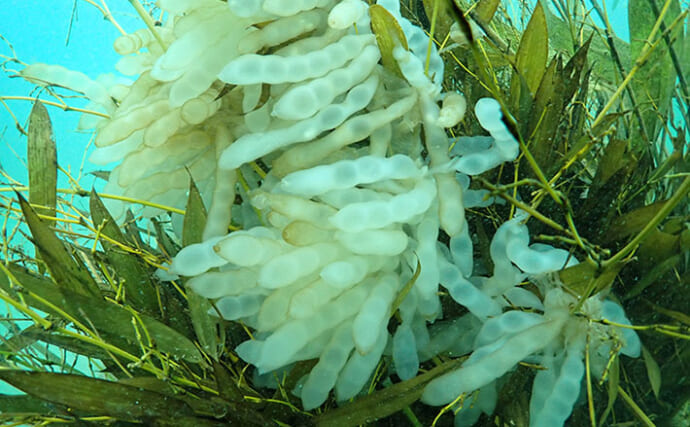 パンダが食べ残した竹が＜アオリイカ＞の産卵床に？ 2641匹の赤ちゃんイカの誕生を確認