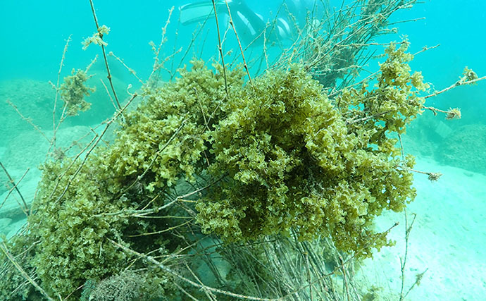 パンダが食べ残した竹が＜アオリイカ＞の産卵床に？ 2641匹の赤ちゃんイカの誕生を確認