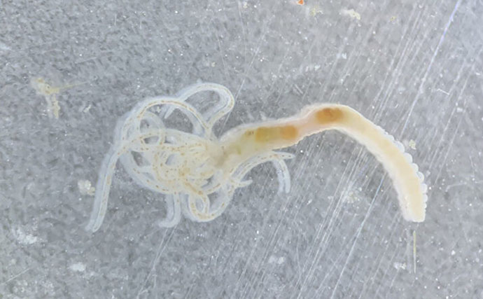 パンダが食べ残した竹が＜アオリイカ＞の産卵床に？ 2641匹の赤ちゃんイカの誕生を確認