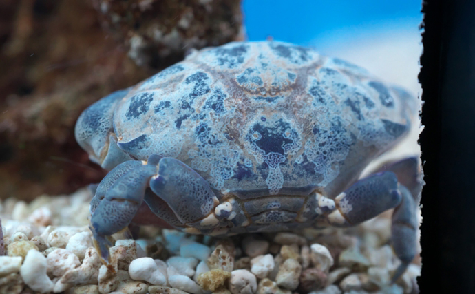 あまり知られていないけど意外といる【毒のカニ】　陸上性のカニには要注意？