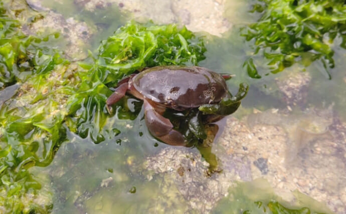 あまり知られていないけど意外といる【毒のカニ】　陸上性のカニには要注意？