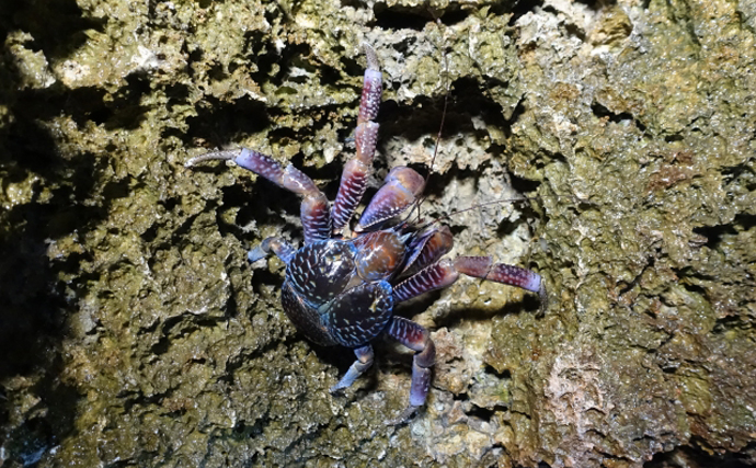 あまり知られていないけど意外といる【毒のカニ】　陸上性のカニには要注意？