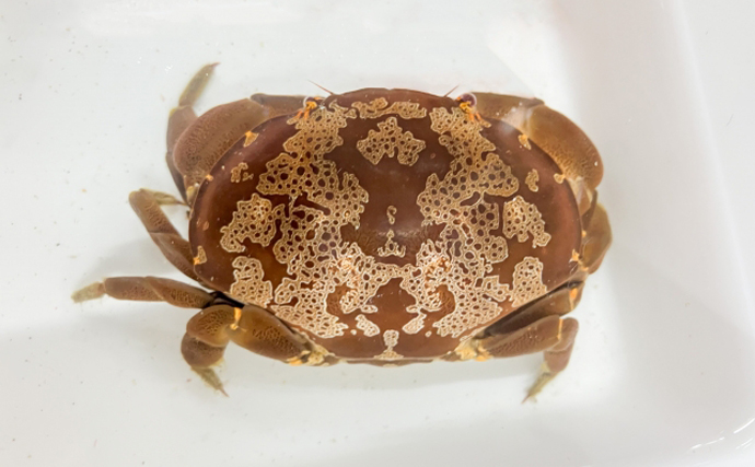 あまり知られていないけど意外といる【毒のカニ】　陸上性のカニには要注意？