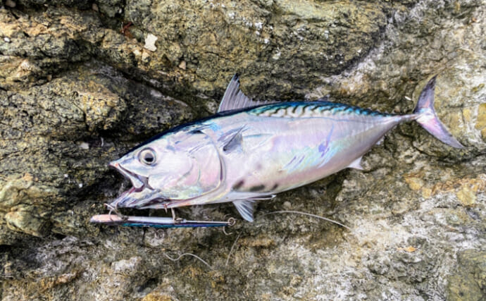 最高に美味しい魚「ワタナベ」とは？　千葉県で獲れる『スマ』のこと