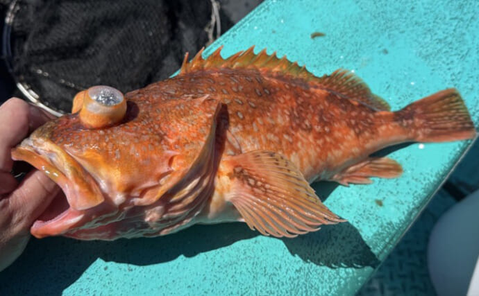 学者もウッカリ間違えた『ウッカリカサゴ』　カサゴとは味も違った？