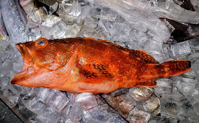 学者もウッカリ間違えた『ウッカリカサゴ』　カサゴとは味も違った？