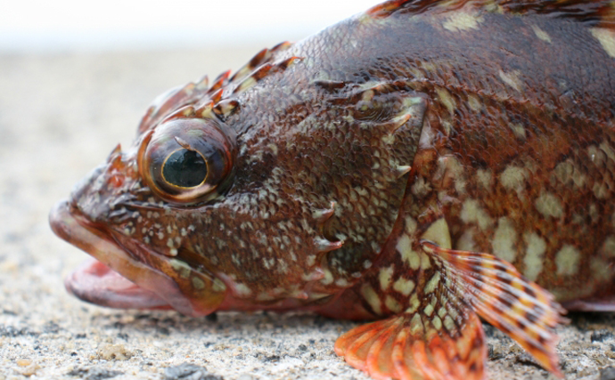 学者もウッカリ間違えた『ウッカリカサゴ』　カサゴとは味も違った？