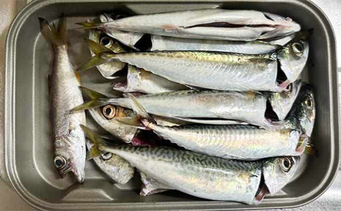 『横須賀市海辺つり公園』でのぶっこみサビキ釣りで小サバ10匹手中【神奈川】