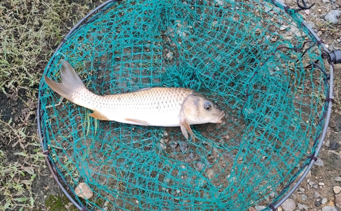 強烈に泥臭い魚も美味しくする魔法のソース「ザジキ」とは　ギリシャ料理の定番ソース