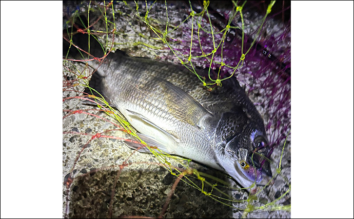 「2025年はチヌの当たり年？」泉大津でのライトゲーム釣行でチヌ2尾【大阪】