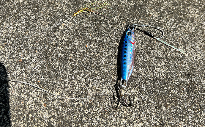 「ジグサビキしか勝たん！」堤防ライトショアジギングでショゴにツバス【福井・茂原人工海水浴場】