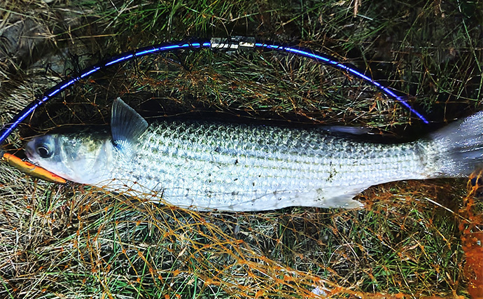 良型ボラがルアーに好反応！【千葉・村田川】派手なカラー＆トリッキーなアクションが吉