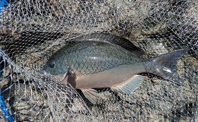 「昼はグレ！夜は良型イサキ！」　有名磯でのフカセ釣りを満喫【大分・深島】