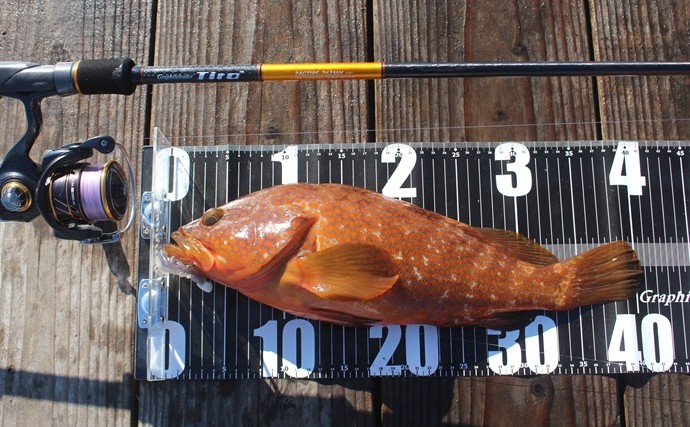 『ティーロMR』で挑む磯ロックフィッシュゲーム【三重・尾鷲】良型アカハタ＆オオモンハタ浮上！