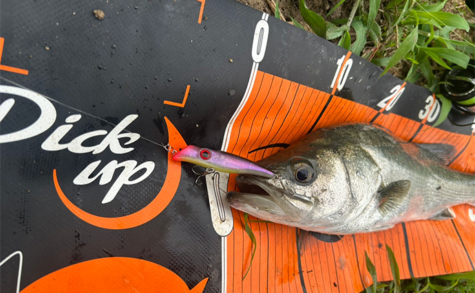 「雨が降った後はシーバスゲームの大チャンス！」 濁りと流れが攻略の決め手